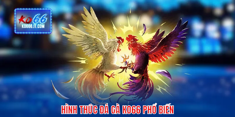Hình thức đá gà KO66 phổ biến
