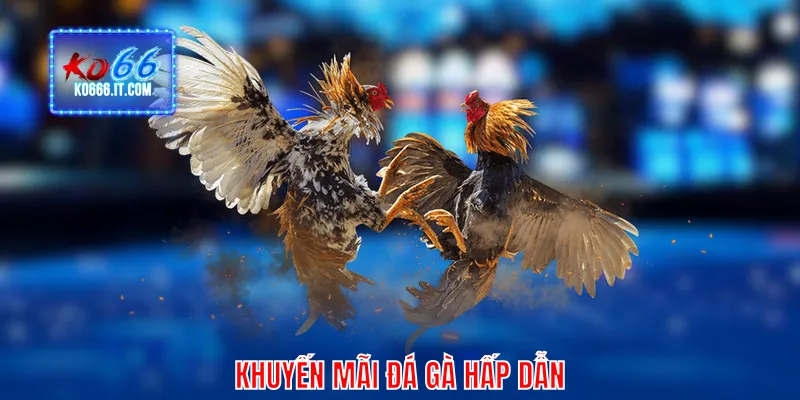 Khuyến mãi đá gà hấp dẫn